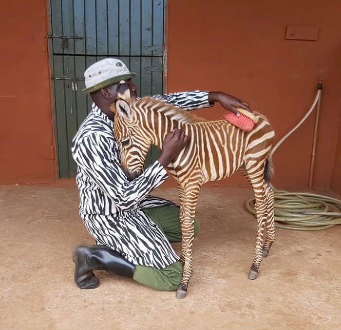 These Conservation Workers Use Special Suits To Take Care Of Baby Zebras These Conservation Workers Use Special Suits To Take Care Of Baby Zebras