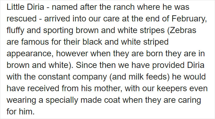 These Conservation Workers Use Special Suits To Take Care Of Baby Zebras These Conservation Workers Use Special Suits To Take Care Of Baby Zebras