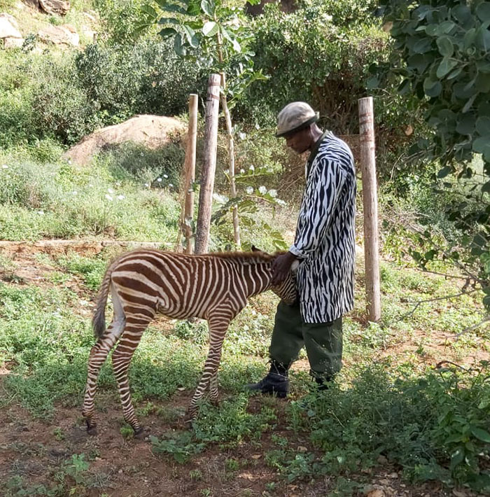 These Conservation Workers Use Special Suits To Take Care Of Baby Zebras These Conservation Workers Use Special Suits To Take Care Of Baby Zebras