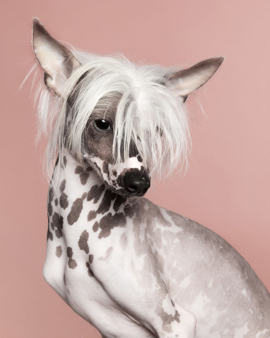 My 34 Photos Of Dogs That I Wanted To Share To Cheer You Up During These Hard Times My 34 Photos Of Dogs That I Wanted To Share To Cheer You Up During These Hard Times