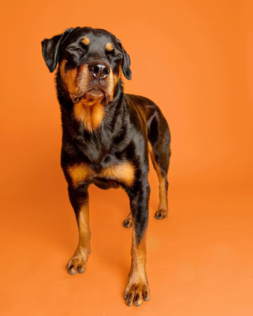 My 34 Photos Of Dogs That I Wanted To Share To Cheer You Up During These Hard Times My 34 Photos Of Dogs That I Wanted To Share To Cheer You Up During These Hard Times