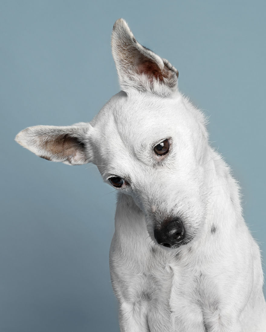 My 34 Photos Of Dogs That I Wanted To Share To Cheer You Up During These Hard Times My 34 Photos Of Dogs That I Wanted To Share To Cheer You Up During These Hard Times