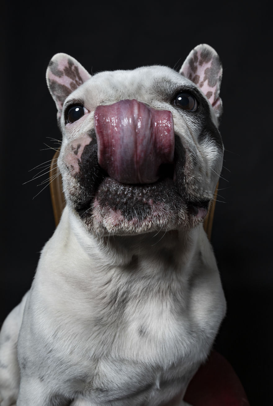 My 34 Photos Of Dogs That I Wanted To Share To Cheer You Up During These Hard Times My 34 Photos Of Dogs That I Wanted To Share To Cheer You Up During These Hard Times