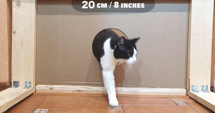 Owners Keep Reducing The Size Of A Hole For Their Cat To See When It Will Finally Stop Him Owners Keep Reducing The Size Of A Hole For Their Cat To See When It Will Finally Stop Him