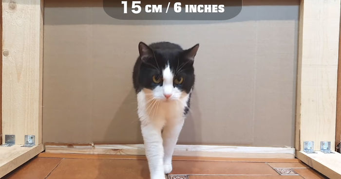 Owners Keep Reducing The Size Of A Hole For Their Cat To See When It Will Finally Stop Him Owners Keep Reducing The Size Of A Hole For Their Cat To See When It Will Finally Stop Him