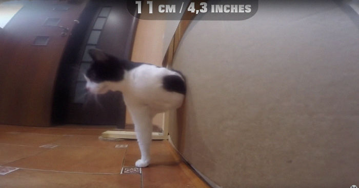 Owners Keep Reducing The Size Of A Hole For Their Cat To See When It Will Finally Stop Him Owners Keep Reducing The Size Of A Hole For Their Cat To See When It Will Finally Stop Him