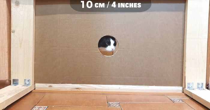 Owners Keep Reducing The Size Of A Hole For Their Cat To See When It Will Finally Stop Him Owners Keep Reducing The Size Of A Hole For Their Cat To See When It Will Finally Stop Him