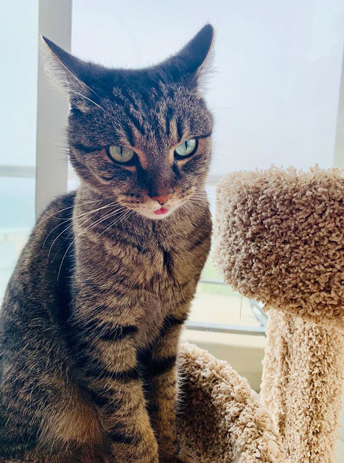 Anthony Hopkins Plays The Piano For His Cat Niblo During Self-isolation And He Looks Absolutely Ecstatic Anthony Hopkins Plays The Piano For His Cat Niblo During Self-isolation And He Looks Absolutely Ecstatic