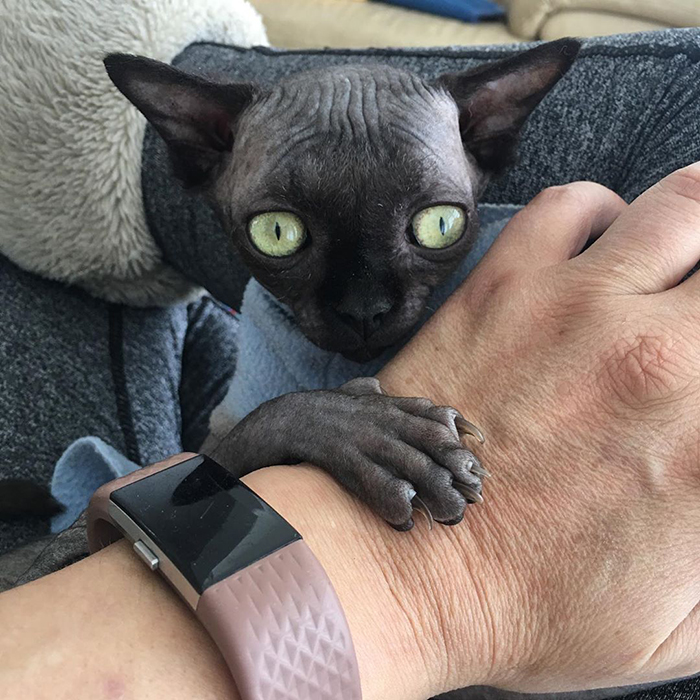 Sphynx Kitty With Rare Neurological Condition Looks Like A Bat And It Has Made Her An Online Sensation