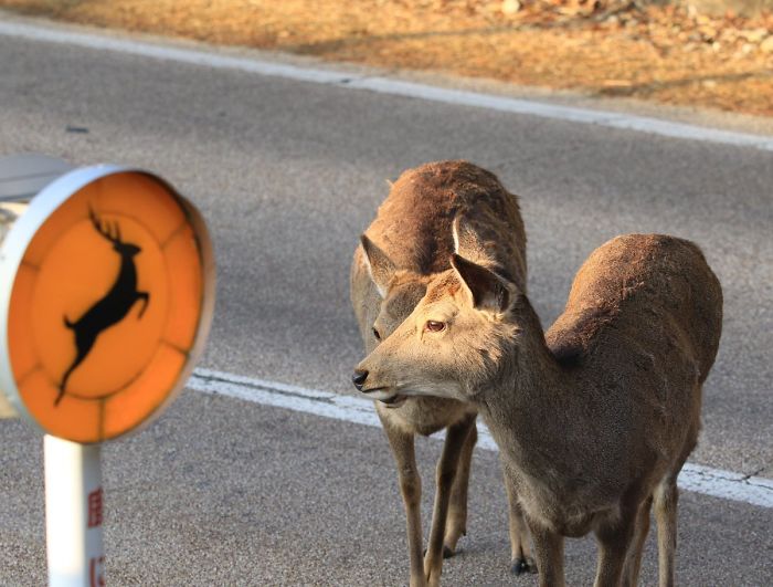 Animals Invade Cities As People Quarantine Themselves At Home Animals Invade Cities As People Quarantine Themselves At Home