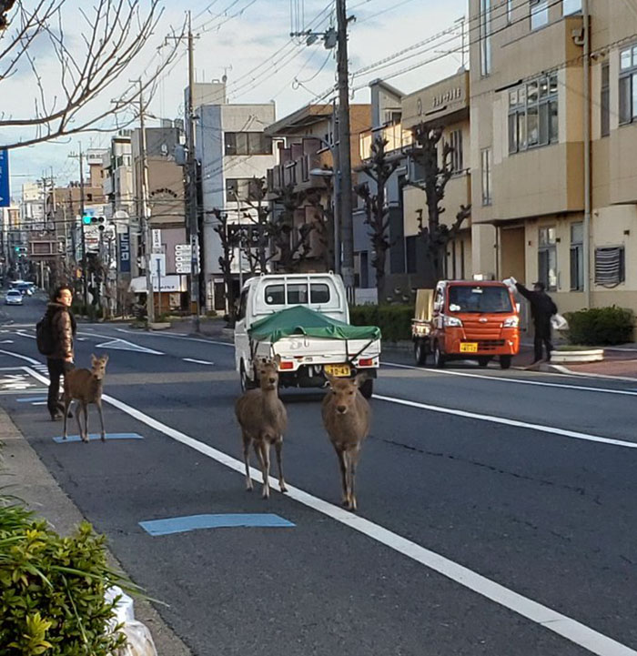 Animals Invade Cities As People Quarantine Themselves At Home Animals Invade Cities As People Quarantine Themselves At Home