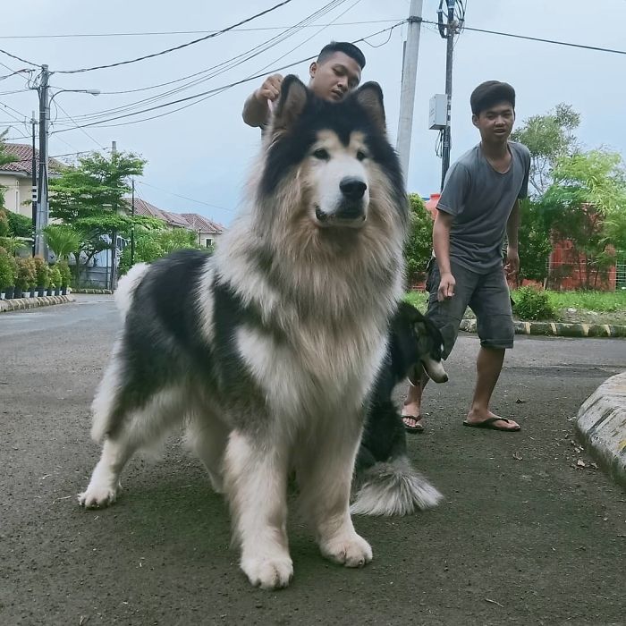 40 Pics Of Alaskan Malamutes Being The Biggest Floofs 40 Pics Of Alaskan Malamutes Being The Biggest Floofs
