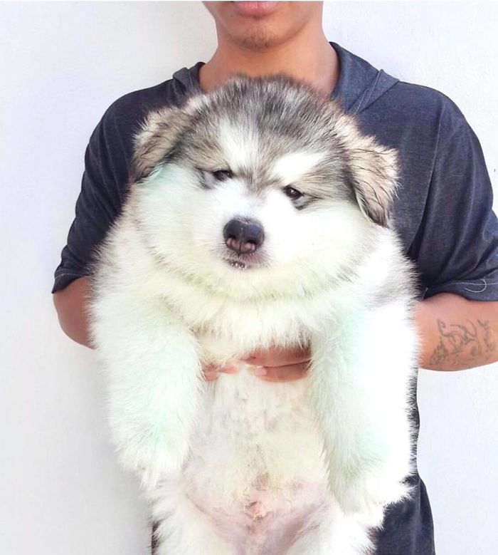 40 Pics Of Alaskan Malamutes Being The Biggest Floofs 40 Pics Of Alaskan Malamutes Being The Biggest Floofs