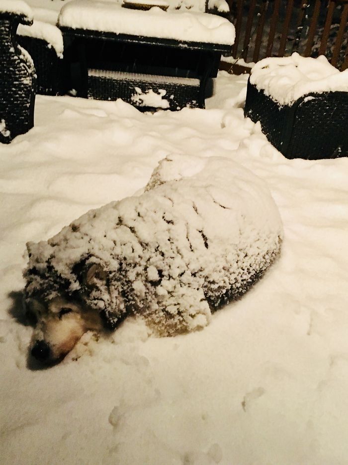 40 Pics Of Alaskan Malamutes Being The Biggest Floofs 40 Pics Of Alaskan Malamutes Being The Biggest Floofs