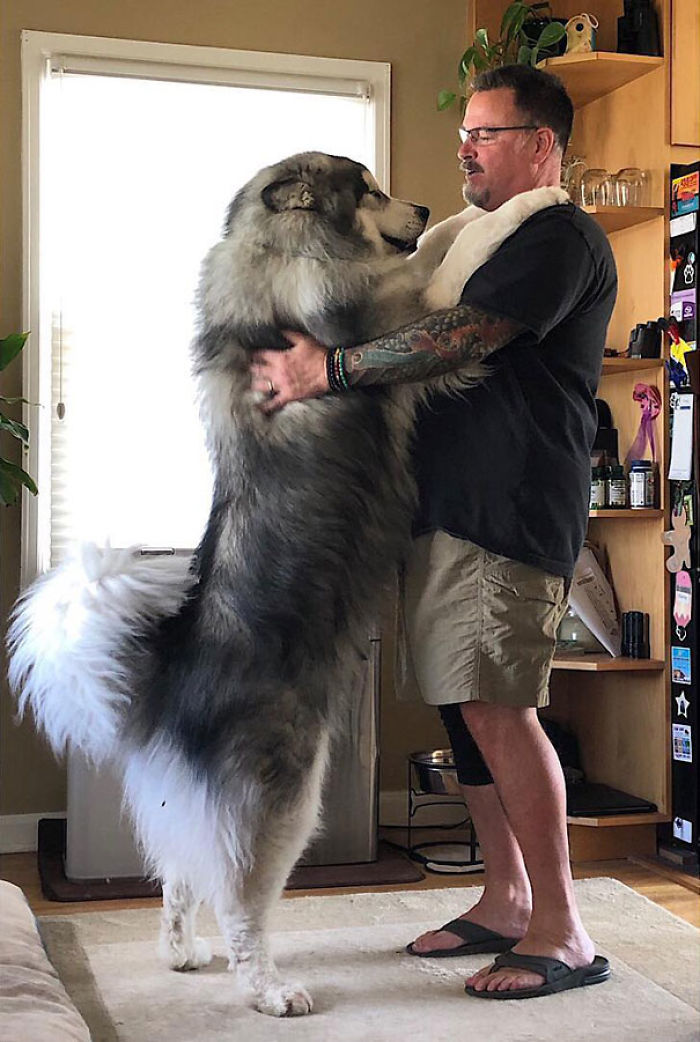 40 Pics Of Alaskan Malamutes Being The Biggest Floofs 40 Pics Of Alaskan Malamutes Being The Biggest Floofs