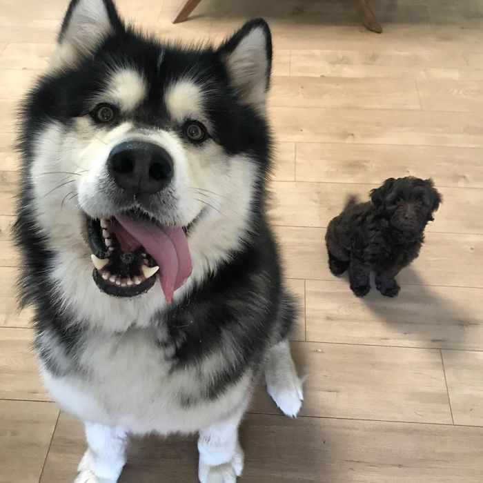 40 Pics Of Alaskan Malamutes Being The Biggest Floofs 40 Pics Of Alaskan Malamutes Being The Biggest Floofs