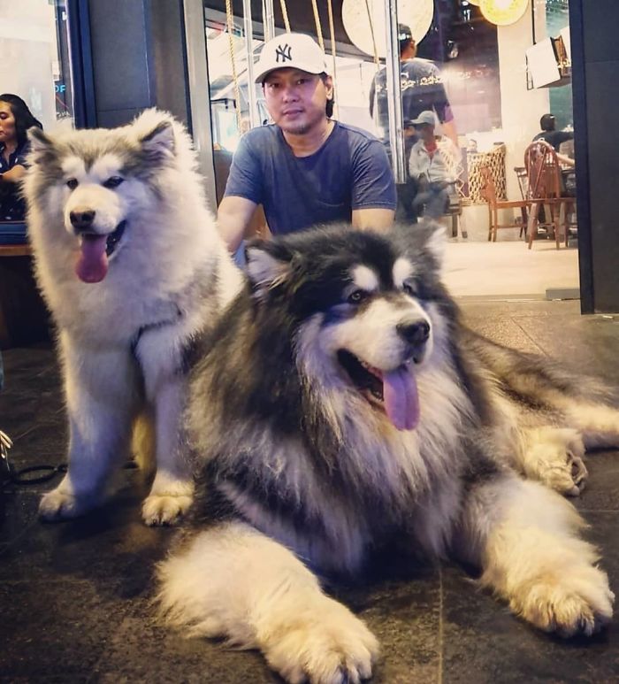 40 Pics Of Alaskan Malamutes Being The Biggest Floofs 40 Pics Of Alaskan Malamutes Being The Biggest Floofs