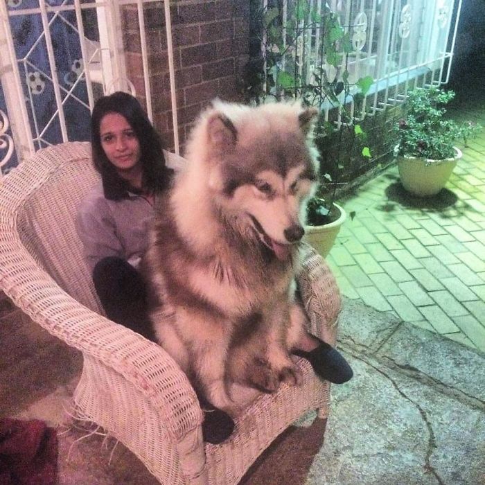 40 Pics Of Alaskan Malamutes Being The Biggest Floofs 40 Pics Of Alaskan Malamutes Being The Biggest Floofs
