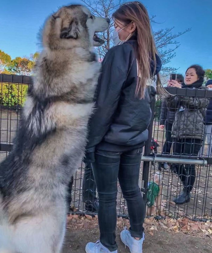40 Pics Of Alaskan Malamutes Being The Biggest Floofs 40 Pics Of Alaskan Malamutes Being The Biggest Floofs