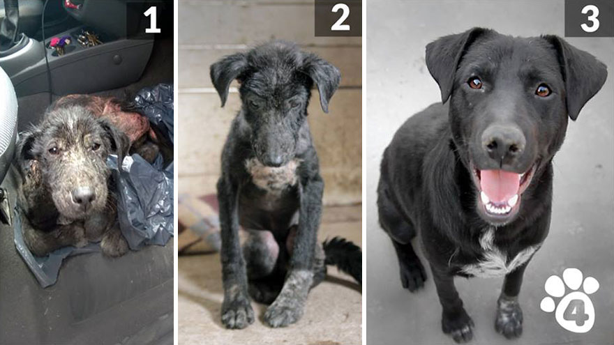 30 Before And After Photos Of Abandoned Dogs That Were Given A Second Chance At Life By This Organization 30 Before And After Photos Of Abandoned Dogs That Were Given A Second Chance At Life By This Organization