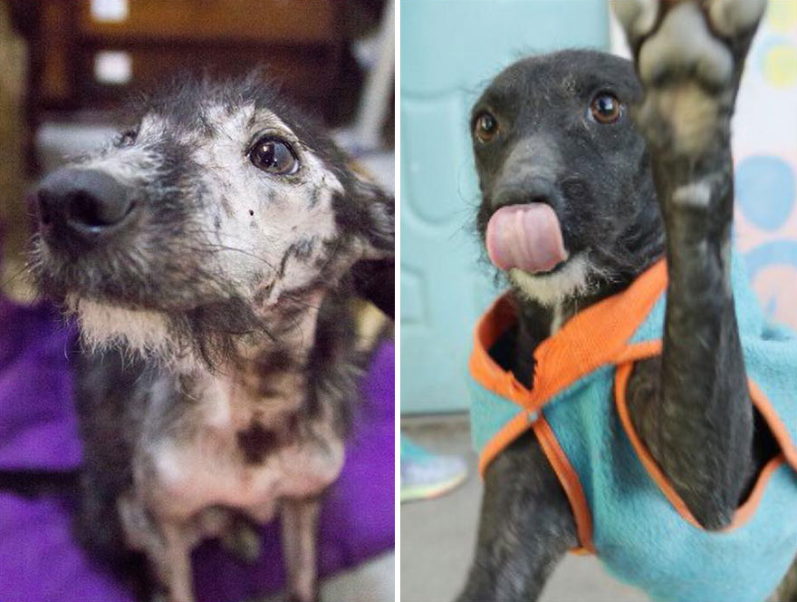 30 Before And After Photos Of Abandoned Dogs That Were Given A Second Chance At Life By This Organization 30 Before And After Photos Of Abandoned Dogs That Were Given A Second Chance At Life By This Organization