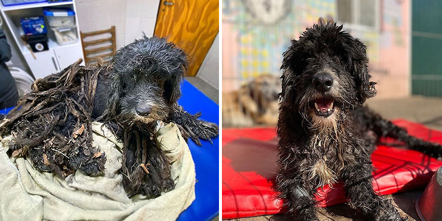 30 Before And After Photos Of Abandoned Dogs That Were Given A Second Chance At Life By This Organization 30 Before And After Photos Of Abandoned Dogs That Were Given A Second Chance At Life By This Organization