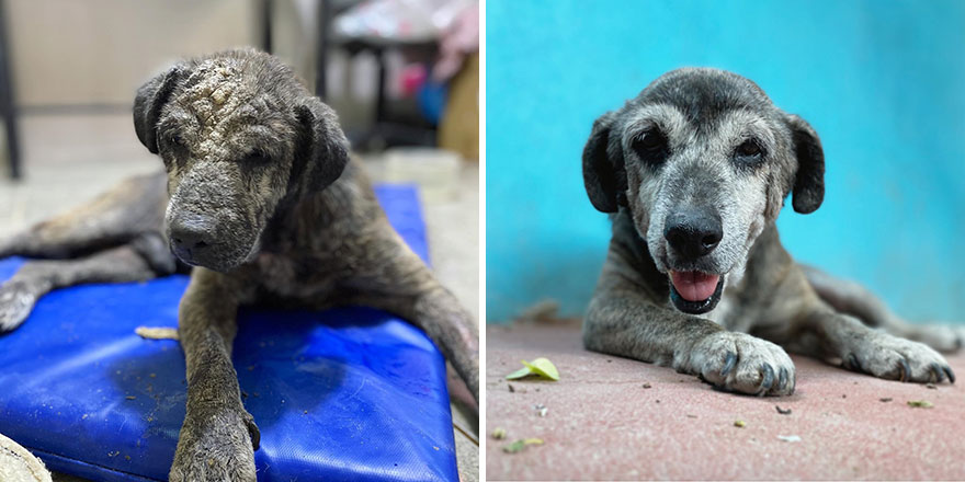 30 Before And After Photos Of Abandoned Dogs That Were Given A Second Chance At Life By This Organization 30 Before And After Photos Of Abandoned Dogs That Were Given A Second Chance At Life By This Organization