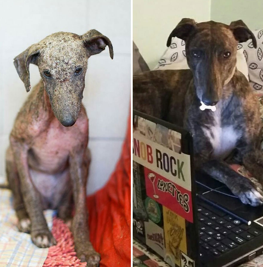 30 Before And After Photos Of Abandoned Dogs That Were Given A Second Chance At Life By This Organization 30 Before And After Photos Of Abandoned Dogs That Were Given A Second Chance At Life By This Organization