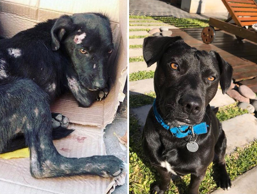 30 Before And After Photos Of Abandoned Dogs That Were Given A Second Chance At Life By This Organization 30 Before And After Photos Of Abandoned Dogs That Were Given A Second Chance At Life By This Organization
