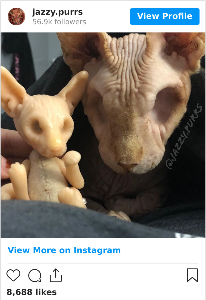 30 Cute Photos Of The Eyeless Instagram-Famous Cat Jasper 30 Cute Photos Of The Eyeless Instagram-Famous Cat Jasper