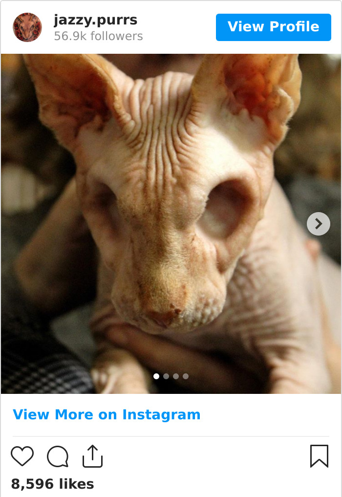 30 Cute Photos Of The Eyeless Instagram-Famous Cat Jasper 30 Cute Photos Of The Eyeless Instagram-Famous Cat Jasper