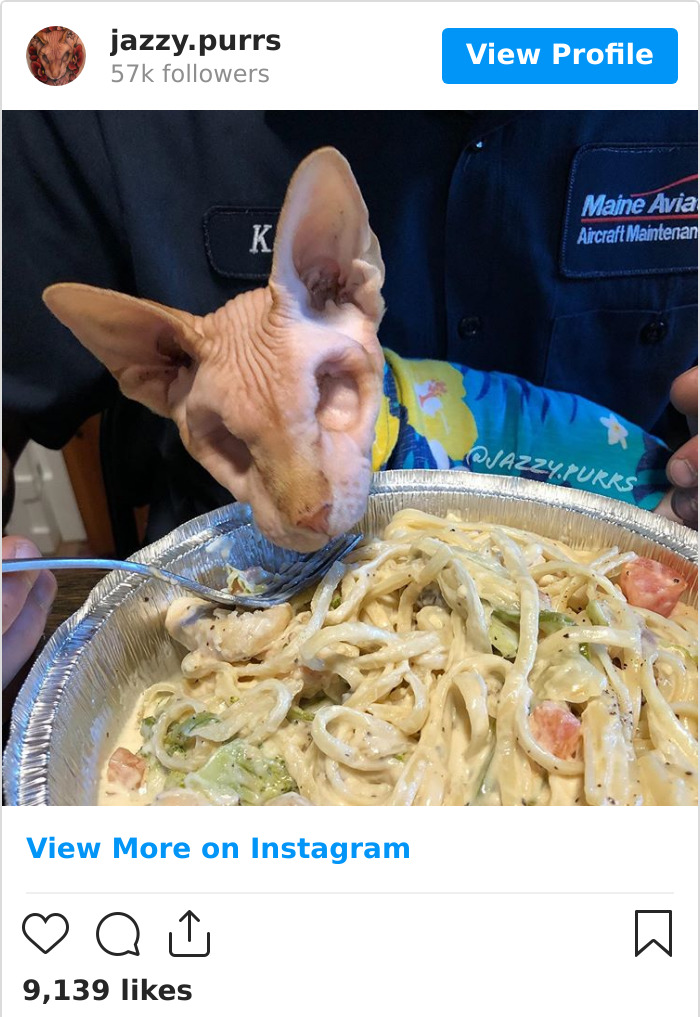 30 Cute Photos Of The Eyeless Instagram-Famous Cat Jasper 30 Cute Photos Of The Eyeless Instagram-Famous Cat Jasper