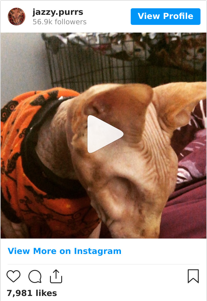 30 Cute Photos Of The Eyeless Instagram-Famous Cat Jasper 30 Cute Photos Of The Eyeless Instagram-Famous Cat Jasper