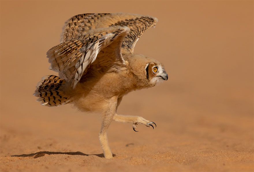 The Finalists Of The 2020 Comedy Wildlife Photography Awards Have Been Announced And They Might Crack You Up The Finalists Of The 2020 Comedy Wildlife Photography Awards Have Been Announced And They Might Crack You Up