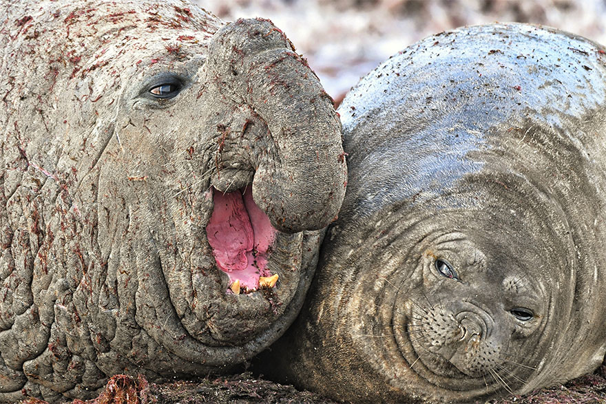 The Finalists Of The 2020 Comedy Wildlife Photography Awards Have Been Announced And They Might Crack You Up The Finalists Of The 2020 Comedy Wildlife Photography Awards Have Been Announced And They Might Crack You Up