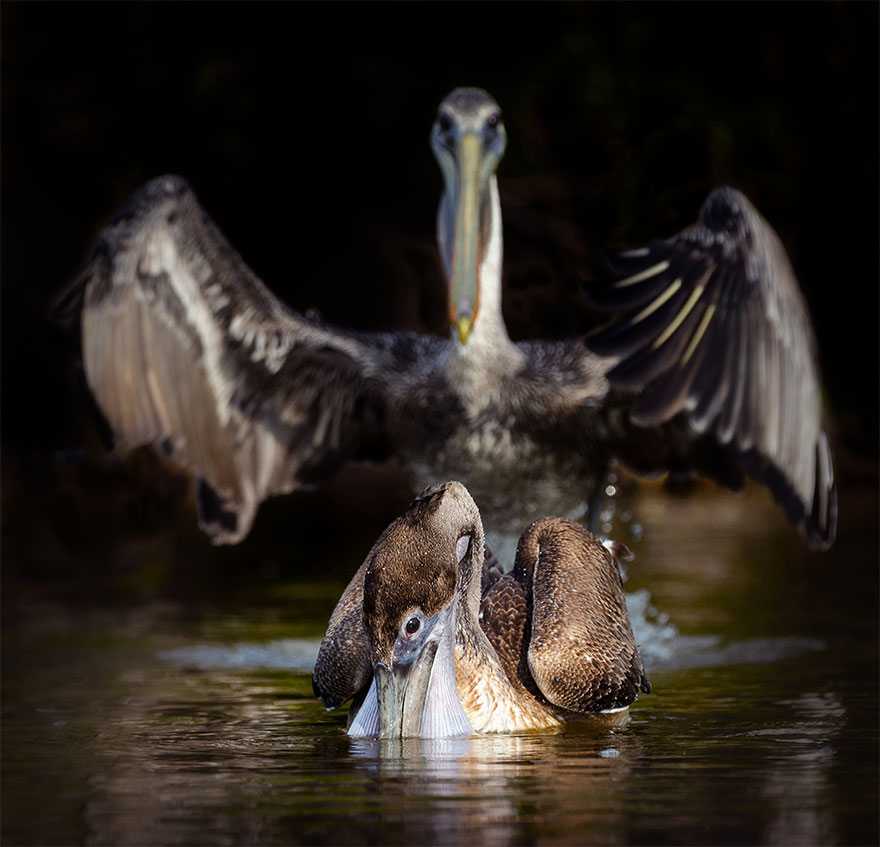 The Finalists Of The 2020 Comedy Wildlife Photography Awards Have Been Announced And They Might Crack You Up The Finalists Of The 2020 Comedy Wildlife Photography Awards Have Been Announced And They Might Crack You Up