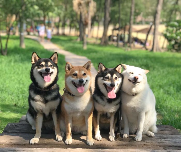 ‘We All Have This Friend’: Shiba Inu Goes Viral For Constantly Ruining Group Pics ‘We All Have This Friend’: Shiba Inu Goes Viral For Constantly Ruining Group Pics