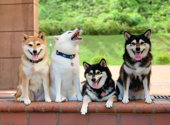 ‘We All Have This Friend’: Shiba Inu Goes Viral For Constantly Ruining Group Pics ‘We All Have This Friend’: Shiba Inu Goes Viral For Constantly Ruining Group Pics