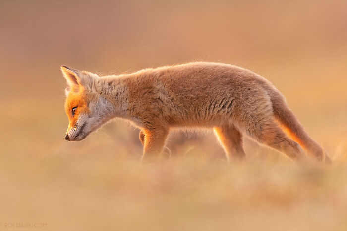 Foxes Are Way More Incredible Than You Think—Here Are 31 Proofs Foxes Are Way More Incredible Than You Think—Here Are 31 Proofs