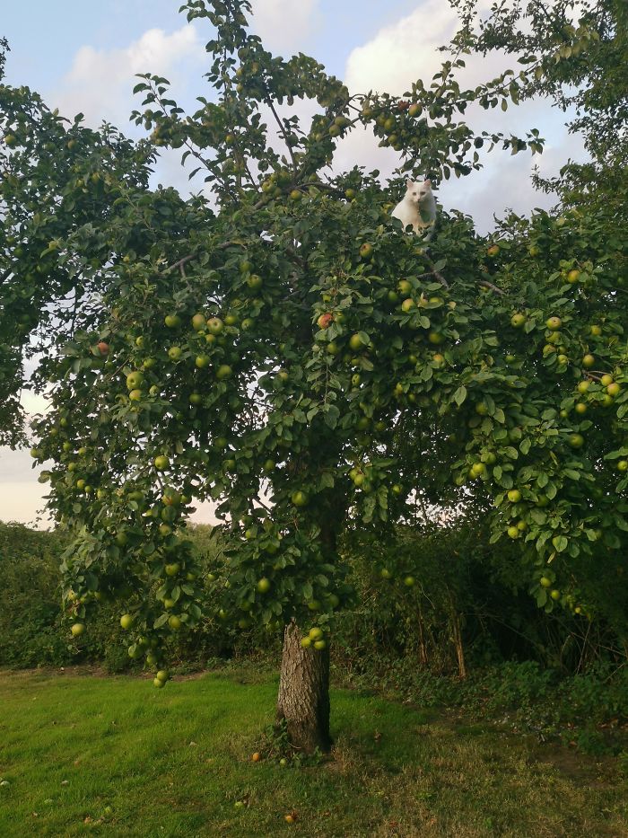 30 Pics Of Birds That Just Happen To Look Like Cats 30 Pics Of Birds That Just Happen To Look Like Cats