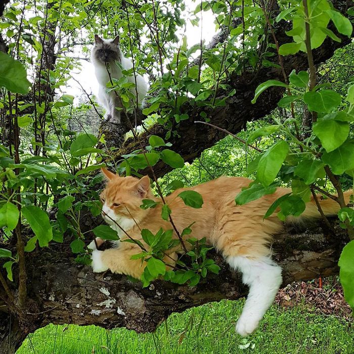 30 Pics Of Birds That Just Happen To Look Like Cats 30 Pics Of Birds That Just Happen To Look Like Cats