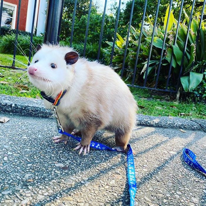 If You Think Opossums Are Scary ‘Pests,’ These Rescue Opossums May Change Your Mind (40 Pics) If You Think Opossums Are Scary ‘Pests,’ These Rescue Opossums May Change Your Mind (40 Pics)