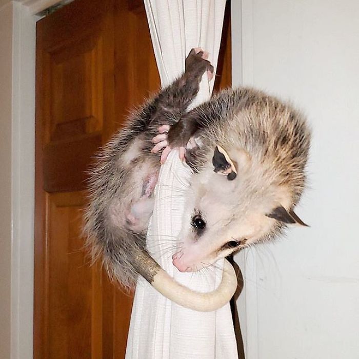 If You Think Opossums Are Scary ‘Pests,’ These Rescue Opossums May Change Your Mind (40 Pics) If You Think Opossums Are Scary ‘Pests,’ These Rescue Opossums May Change Your Mind (40 Pics)