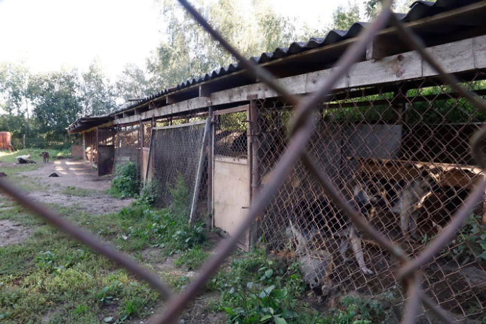 Huge Illegal Dog Breeding Operation In Lithuania Is Exposed After Dog Gets Kidnapped And Found In Illegal Puppy Mill Huge Illegal Dog Breeding Operation In Lithuania Is Exposed After Dog Gets Kidnapped And Found In Illegal Puppy Mill