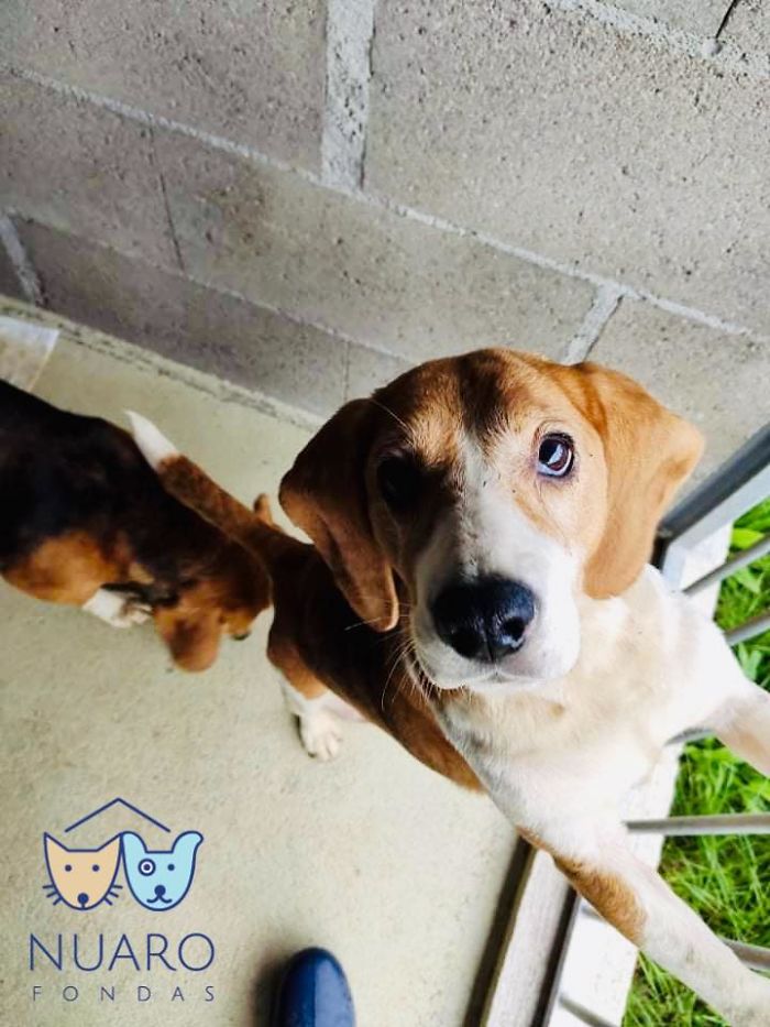 Huge Illegal Dog Breeding Operation In Lithuania Is Exposed After Dog Gets Kidnapped And Found In Illegal Puppy Mill Huge Illegal Dog Breeding Operation In Lithuania Is Exposed After Dog Gets Kidnapped And Found In Illegal Puppy Mill