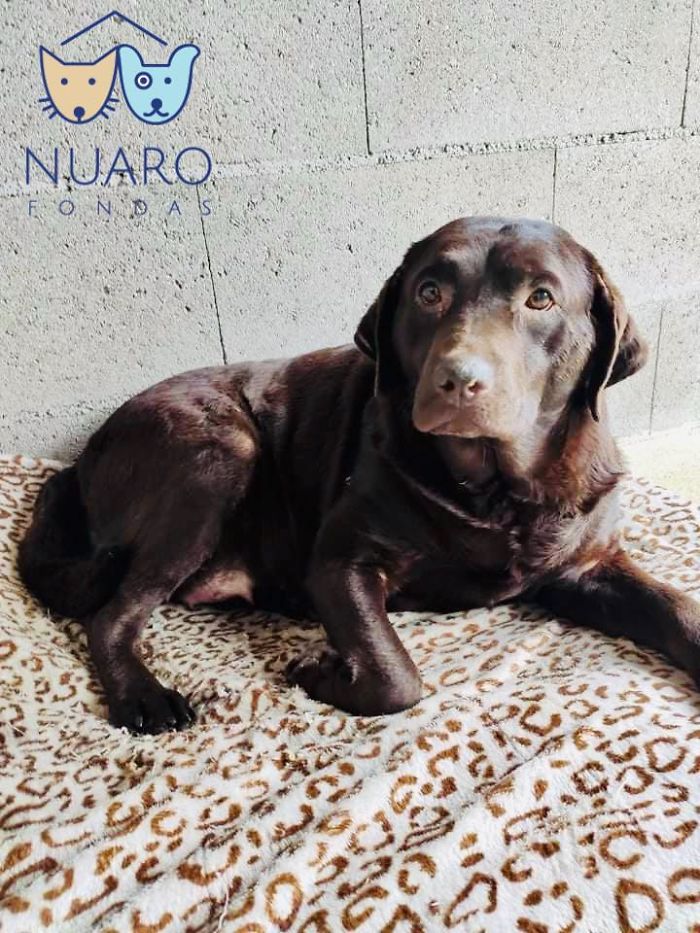 Huge Illegal Dog Breeding Operation In Lithuania Is Exposed After Dog Gets Kidnapped And Found In Illegal Puppy Mill Huge Illegal Dog Breeding Operation In Lithuania Is Exposed After Dog Gets Kidnapped And Found In Illegal Puppy Mill