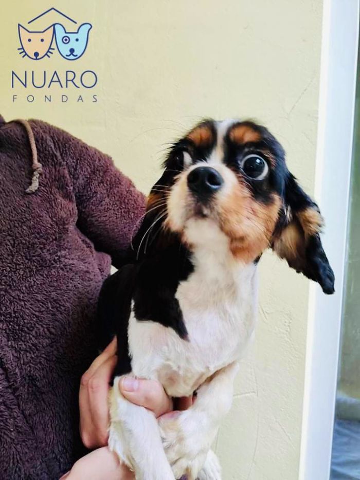 Huge Illegal Dog Breeding Operation In Lithuania Is Exposed After Dog Gets Kidnapped And Found In Illegal Puppy Mill Huge Illegal Dog Breeding Operation In Lithuania Is Exposed After Dog Gets Kidnapped And Found In Illegal Puppy Mill