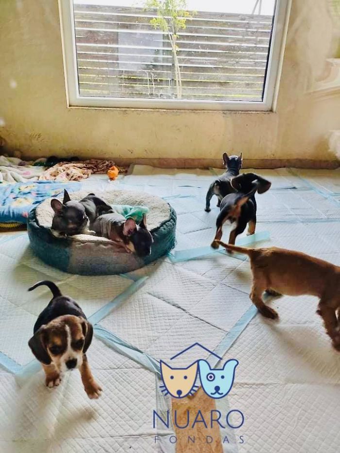 Huge Illegal Dog Breeding Operation In Lithuania Is Exposed After Dog Gets Kidnapped And Found In Illegal Puppy Mill Huge Illegal Dog Breeding Operation In Lithuania Is Exposed After Dog Gets Kidnapped And Found In Illegal Puppy Mill