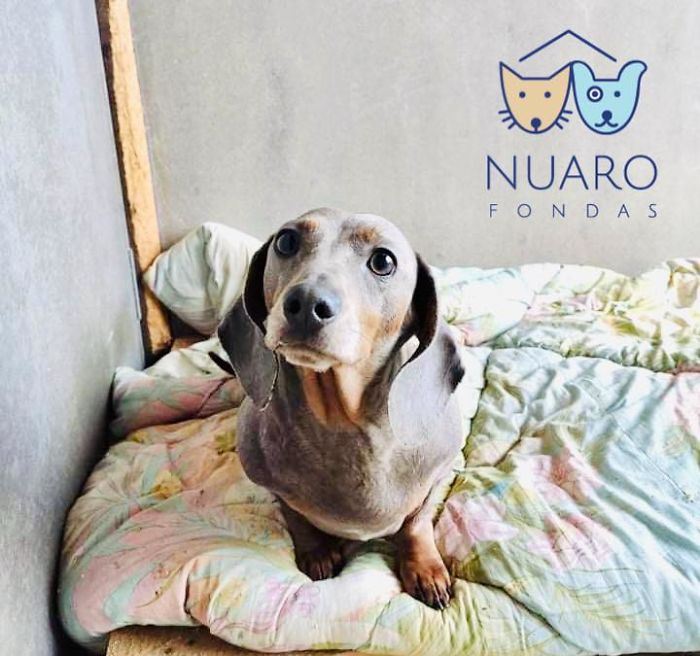 Huge Illegal Dog Breeding Operation In Lithuania Is Exposed After Dog Gets Kidnapped And Found In Illegal Puppy Mill Huge Illegal Dog Breeding Operation In Lithuania Is Exposed After Dog Gets Kidnapped And Found In Illegal Puppy Mill