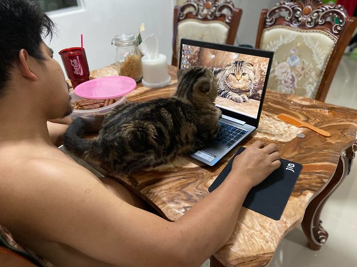 Wife Documents How This Cat Stole Her Husband In 30 Adorable Pics Wife Documents How This Cat Stole Her Husband In 30 Adorable Pics